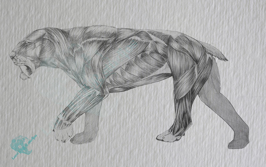 smilodon in motion: anatomy study by Lord-FurFur on DeviantArt