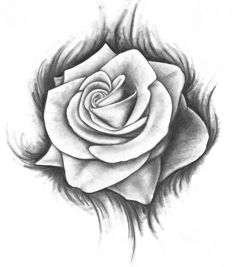 Roses Drawings