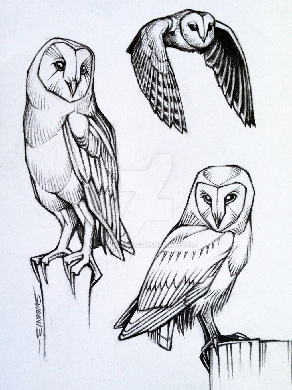 barn owl studies by sweav d6i8ap5