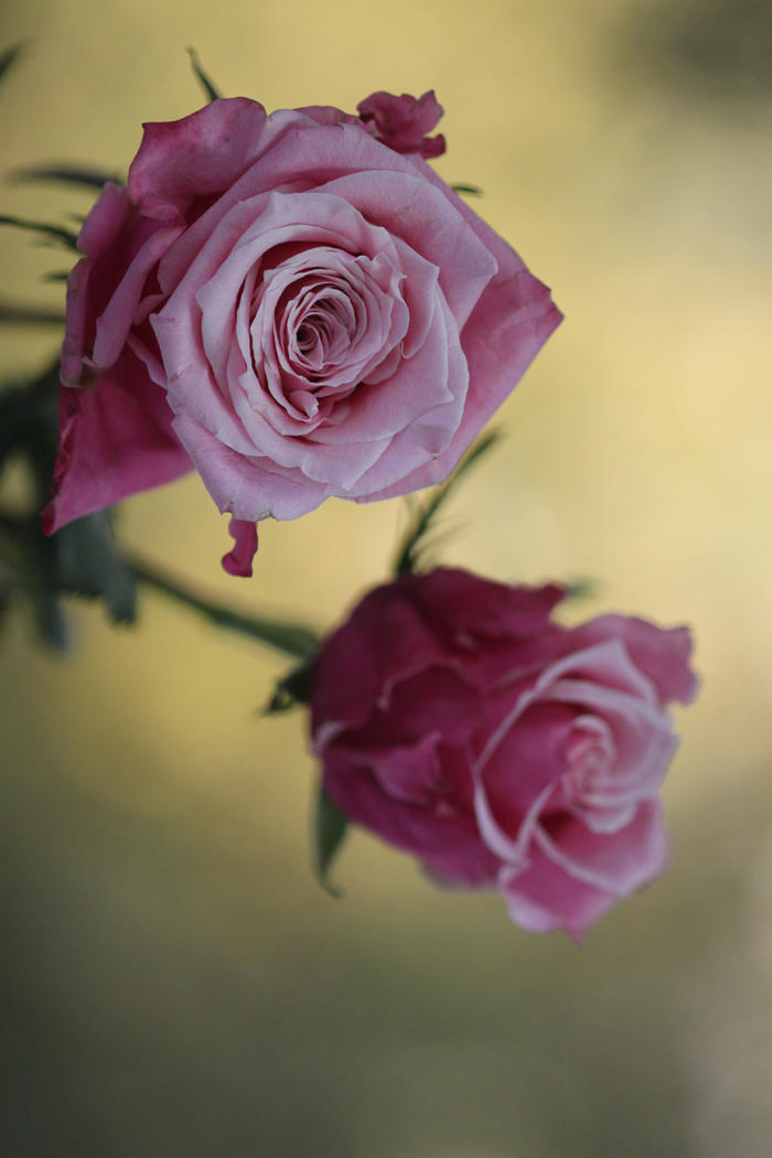 Image result for roses deviant art