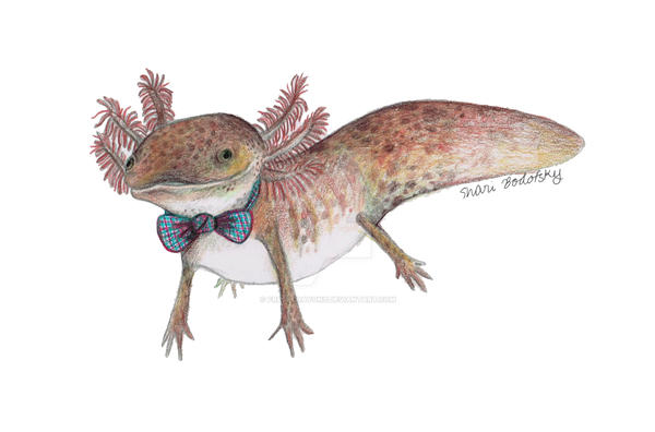 gilbert_the_axolotl_with_bow_tie__sticker_by_freshcrayons-dbi1r11.jpg