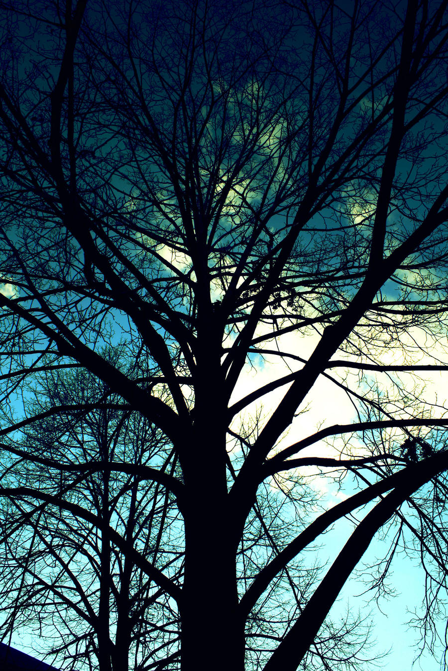 tree shadow sky by Lokora on DeviantArt