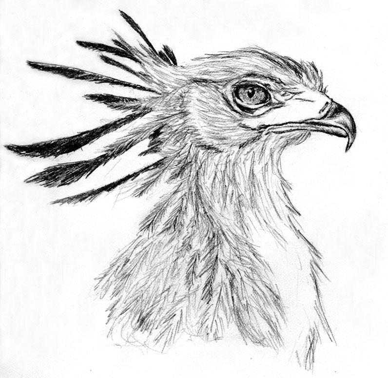 Secretary Bird Coloring Page - coloring pictures & animation images