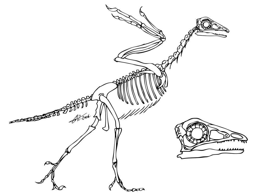 Archaeopteryx Skelett