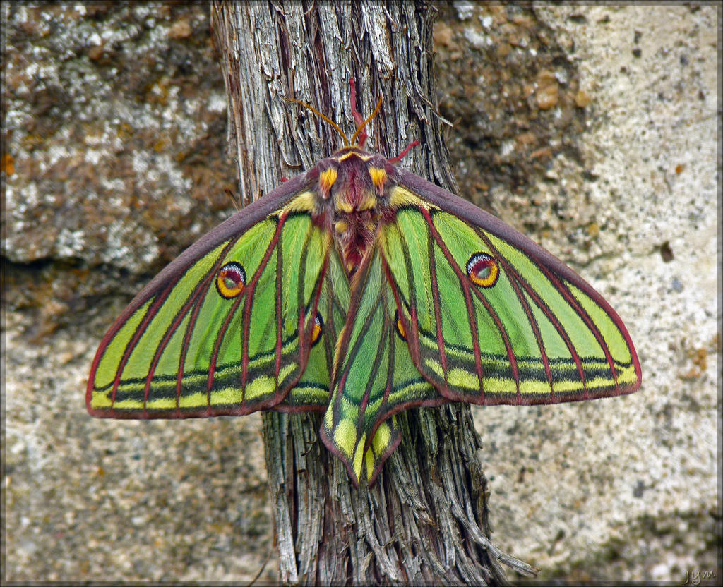 Classe: Insecta, uma mariposa da espécie ‘Graellsia isabellae’.