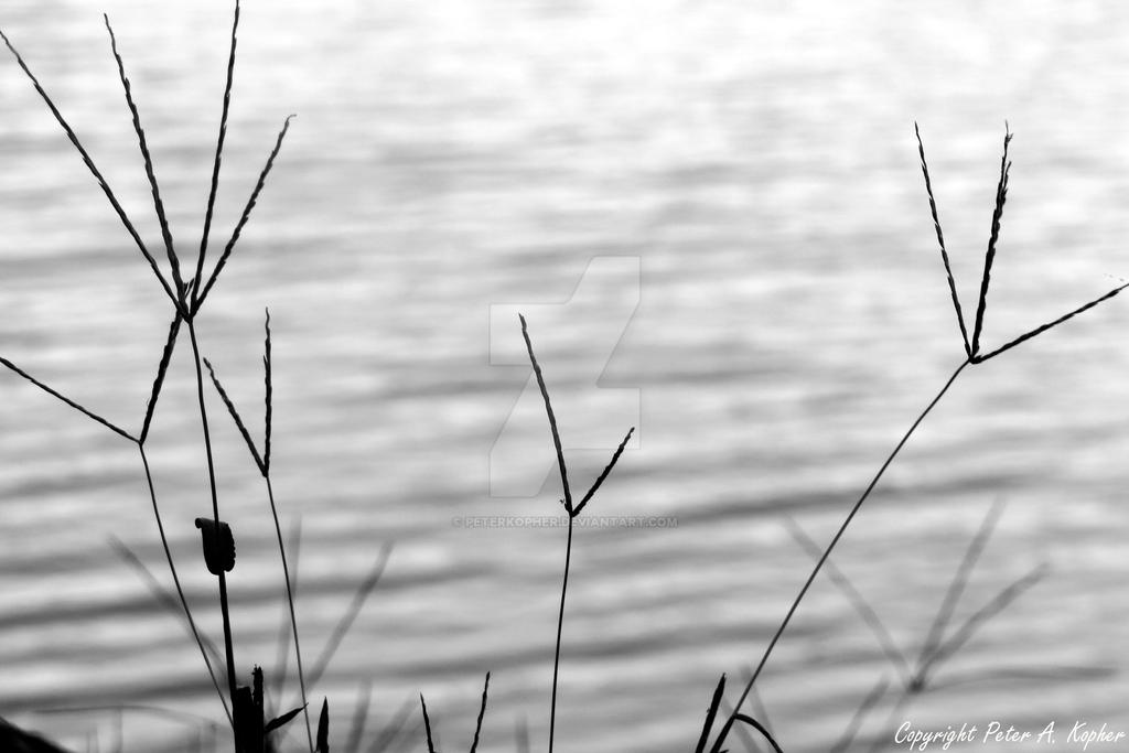 Lakeside Grasses by peterkopher