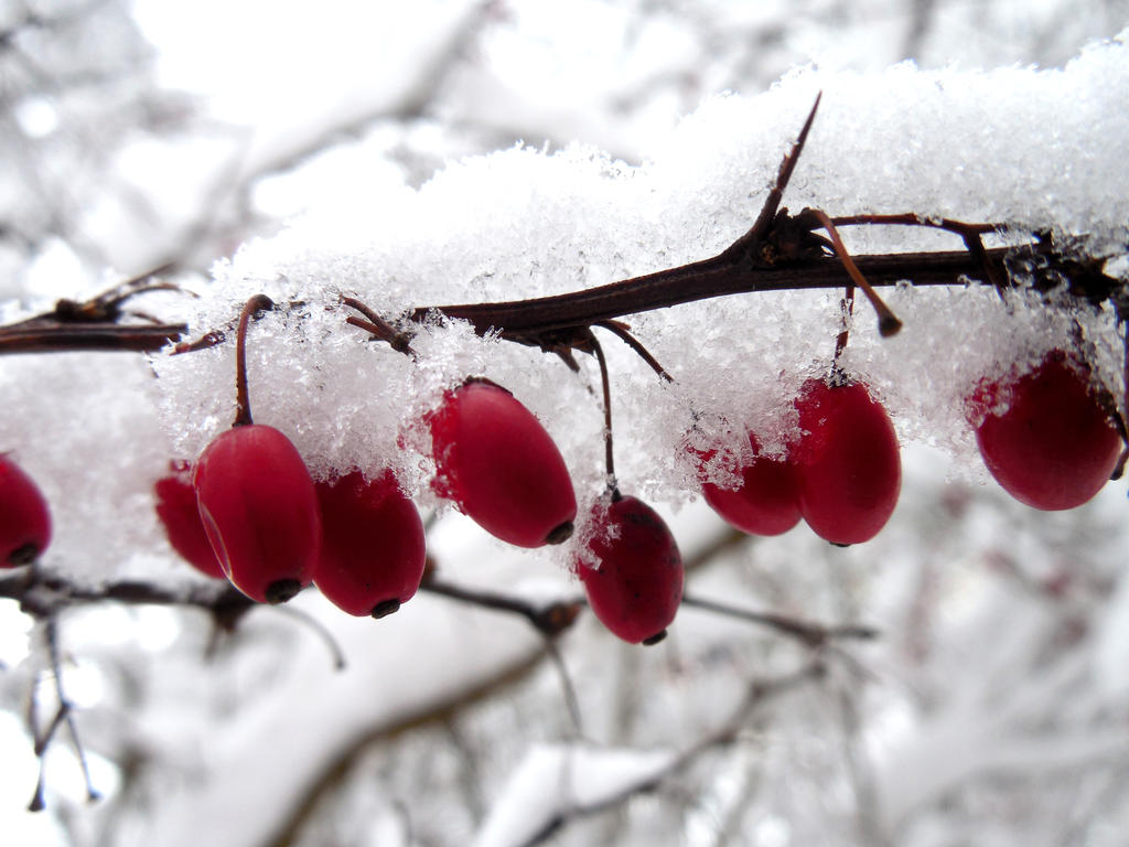 Winter Berries by evangeline40003